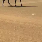 لقحه بكر ثنيه