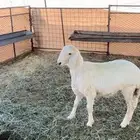 خروف حري فل الفل