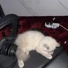 قط للتبني الجبيل 3 اشهر