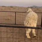 خروف حري صنف مشروط