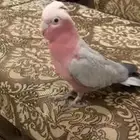 كوكاتو قالا تم البيع