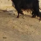 تيس فحل اجم سديس تم البيع