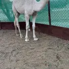 للبيع قعود طيب