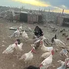 دجاج رومي العداد 30