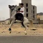 فحل شعبي ركوب طرب