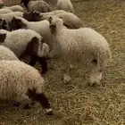 القصيم الاسياح