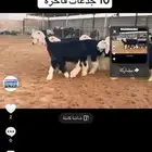 عرض بيع جذعات
