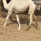 قعود كفووو للبيع رقم الجوآل