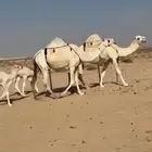 خلفات وضح ككفو وطيبه للبيع