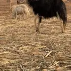 نجديه وحريه تامات ديود سلم دفيع فحص سونار شرط سحه شرط