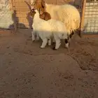 للبيع شاهه نعيميه متاوم