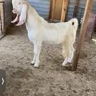 تيس مشروك فاخرر