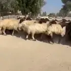 غنم نعيم صنف فاخره العدد 53 بفحلها دبس وطيبه