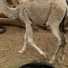 بكره عمرها 9 شهور