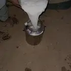 خلفه وضحا حليبها سطل وهديه م تحرك ناقه زين ومناح