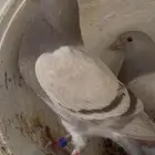 مطلوب حمام فرنسي او سلللفر