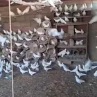 حمام فرنسي