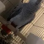 كاسكو أليف بسعر طيب