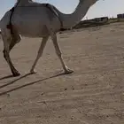 ضروبه وضحى