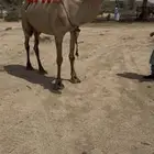 خلفه حمرا باخره حليب وهداوه وانتاج وزين