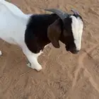 تيس بورقت اصل عمر 11 شهر