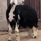 فحل نجدي مشروط