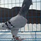 حمام شامي