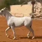 فرس مصريه بيور