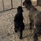 رغوث عربيه