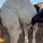 قعدان بلدي وقعدان مستورد بجميع الاسعار الموقع نجران