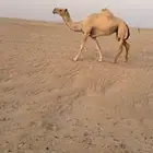 وضحا لقحه