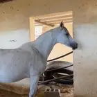 فرس شعبيه تحتها مهر