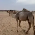 للبيع بكره شقحا