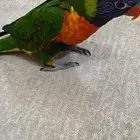 طير ببغاء لوريكيت