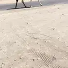 بكره مفروده