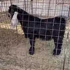 تيس فحل عارضي خصم