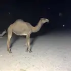 بكره رمانيه مفروده