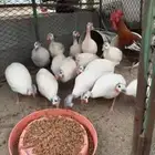 دجاج حبشي لون ابيض صك