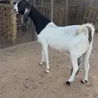 مشروكه طيب جرم ناهي