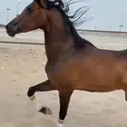 فرس