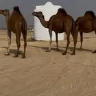 3. ثلاث أبل ملاقي للبيع