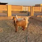 معزا حيل