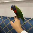 لوري متكلم اليف