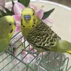 عصافير بادجي