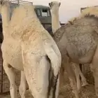 حشو بريه فاخره