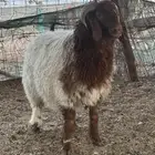 خرفان ورخال نعيم