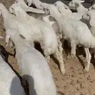 الموقع الدوادمي ( الشعراء )