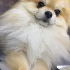كلاب بومرينيان وبودل