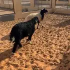 رخال جذعات
