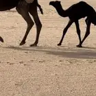ناقه